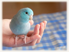 マメルリハインコ