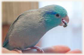 マメルリハの食事
