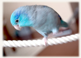 放鳥タイム