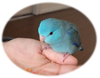 そらちゃん