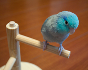 止まり木に止まるそらちゃん
