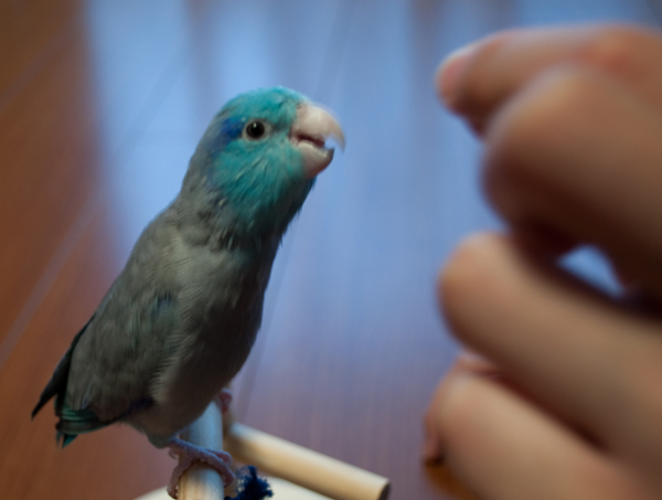 おやつ食べたい
