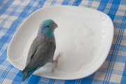 そらちゃん水浴び１