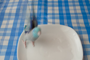 そらちゃん水浴び２