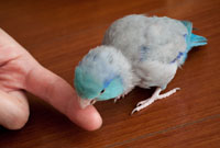 指をカミカミ