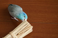 わらをカミカミ