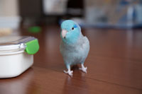 ひょこひょこお散歩