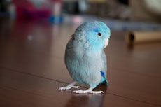 放鳥タイム