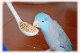 餌を食べるマメルリハ